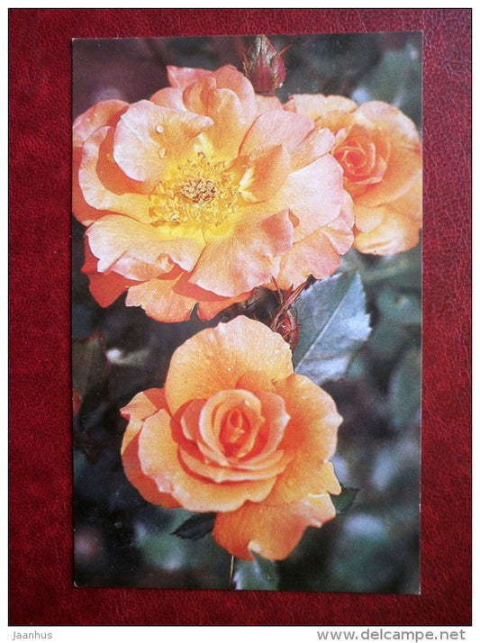 Greeting Card - roses - flowers - 1982 - Russia USSR - used - JH Postcards