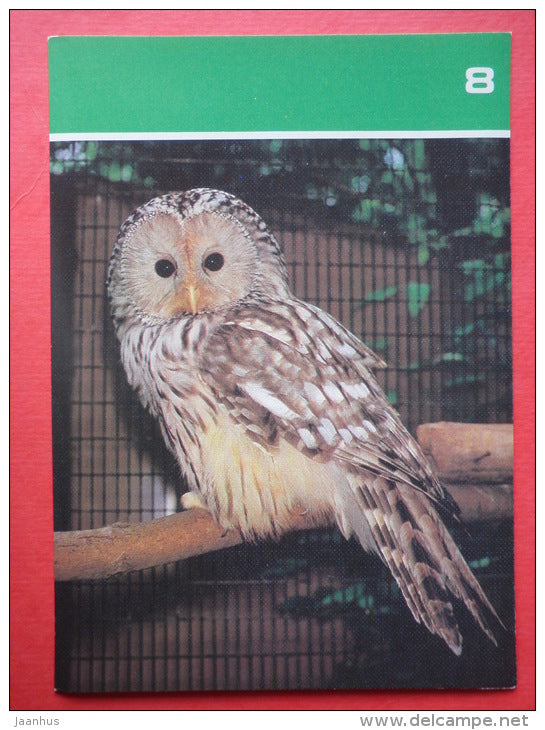 Ural owl , Strix uralensis - Moscow Zoo Birds - 1988 - Russia USSR - unused - JH Postcards