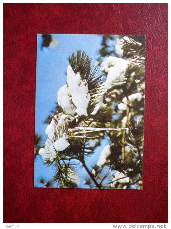 New Year mini Greeting card - pine branches - winter - 1980 - Estonia USSR - used - JH Postcards