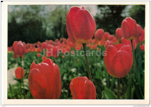 Early Tulips - flowers - postal stationery - 1976 - Russia USSR - used - JH Postcards