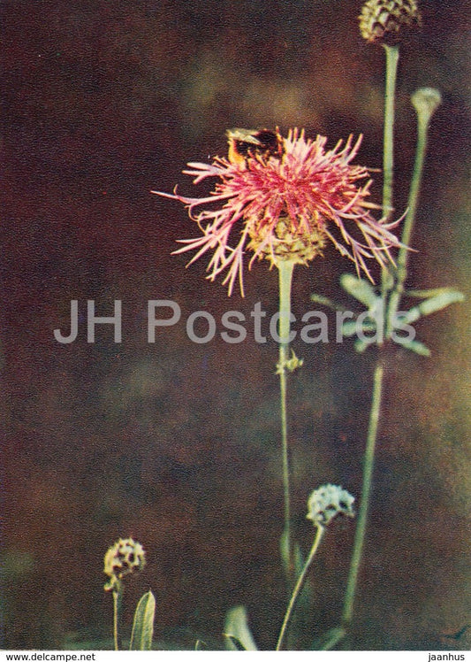 Wig Knapweed - Centaurea phrygia - Wild Flowers - 1971 - Russia USSR - unused - JH Postcards