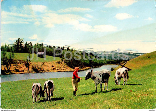 Svensk Natur - This beautiful Sweden - cow - animals - Sweden - unused - JH Postcards