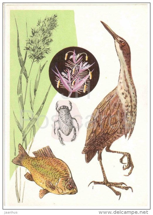 Crucian carp - bittern - Corixidae , insect - Common Reed - 1978 - Russia USSR - unused - JH Postcards