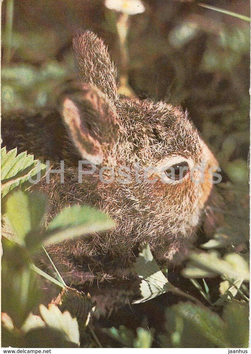 Little Hare - bunny - animals - 1982 - Russia USSR - used - JH Postcards