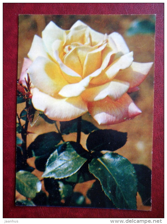 Greeting Card - yellow rose Antigone - flowers - 1982 - Russia USSR - unused - JH Postcards