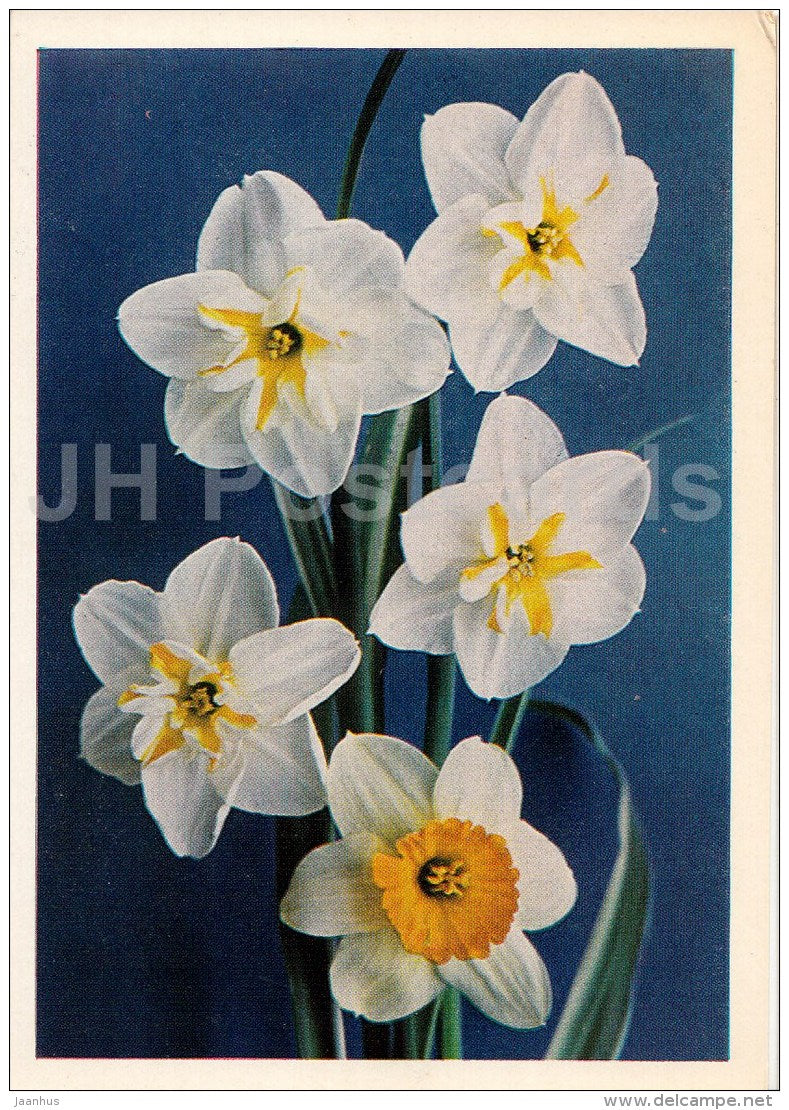 white narcissus - daffodil - flowers - postal stationery - 1978 - Russia USSR - used - JH Postcards