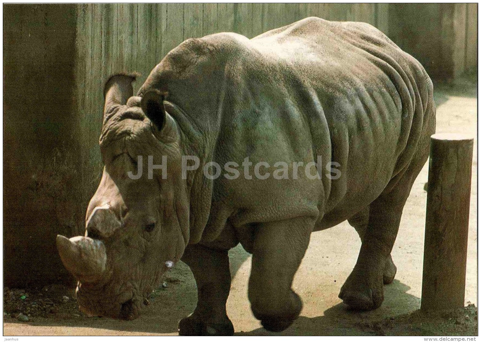 Southern white rhinoceros - Ceratotherium simum simum - animal - Zoo Animals - Czehoslovakia - unused - JH Postcards