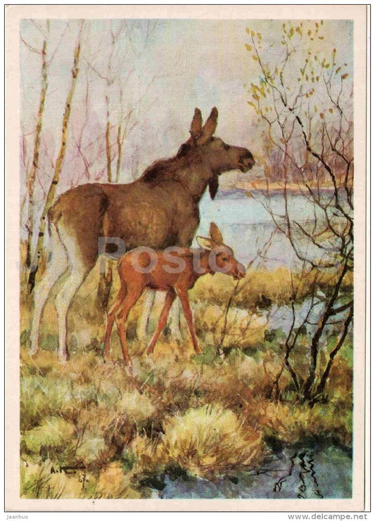 Moose - Alces alces - illustration - animals - 1975 - Russia USSR - unused - JH Postcards