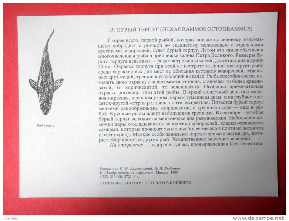 Masked Greenling , Hexagrammos octogrammus - fish - Sealife - 1989 - Russia USSR - unused - JH Postcards