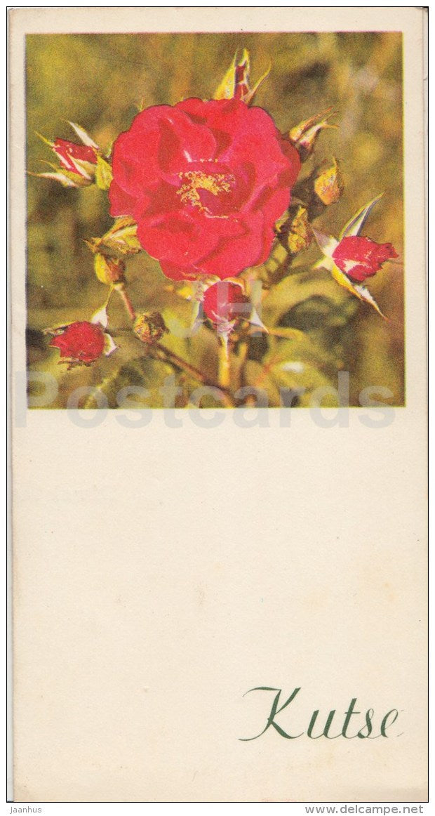 Inviting Card - flowers - rose hip - 1981 - Estonia USSR - used - JH Postcards