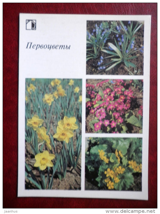 bluebell - primrose - Decorative flowers - 1987 - Russia USSR - unused - JH Postcards