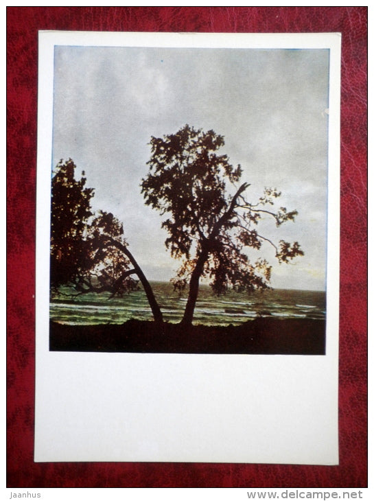 Vidzeme seaside - tree - Vidzeme - 1980 - Latvia USSR - unused - JH Postcards