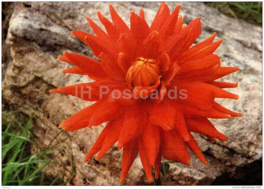 Frohlocken - dahlia - flowers - Slovakia - Czechoslovakia - unused - JH Postcards