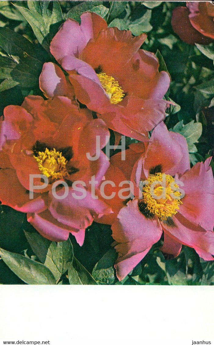 Moscow Nights - Peonies - flowers - 1977 - Russia USSR - unused - JH Postcards