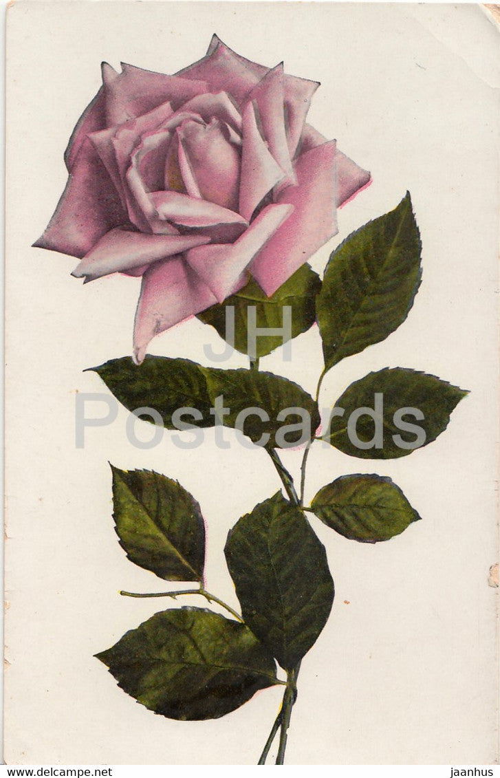 pink rose - flowers - old postcard - used - JH Postcards