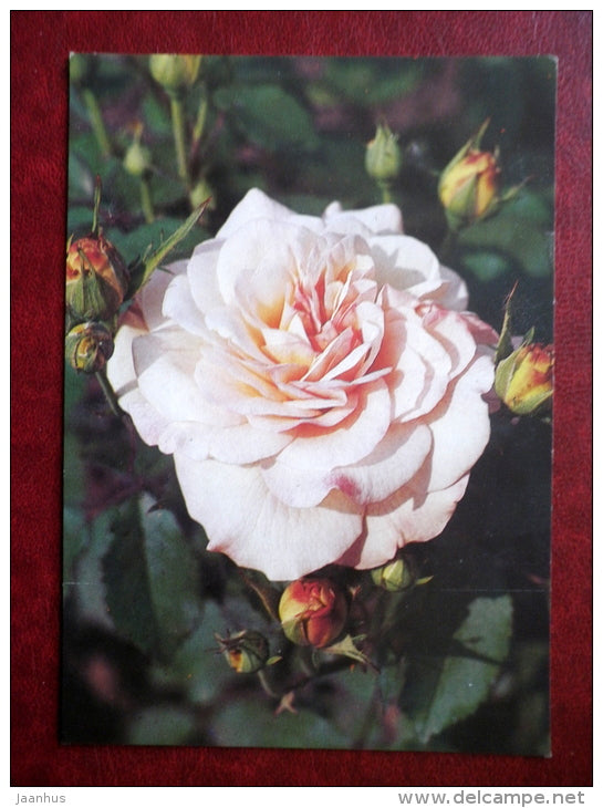 Greeting Card - pink rose - flowers - 1982 - Russia USSR - used - JH Postcards