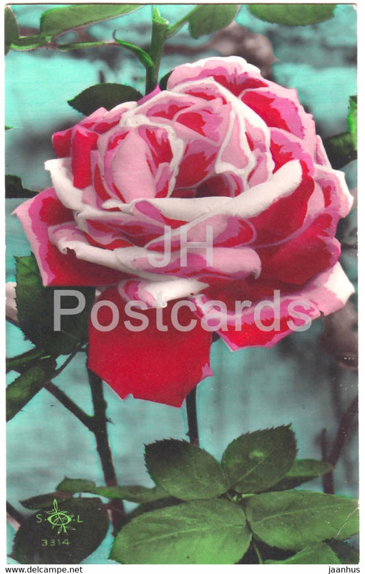 red rose - flowers - 3314 - old postcard - 1920s - France - used - JH Postcards