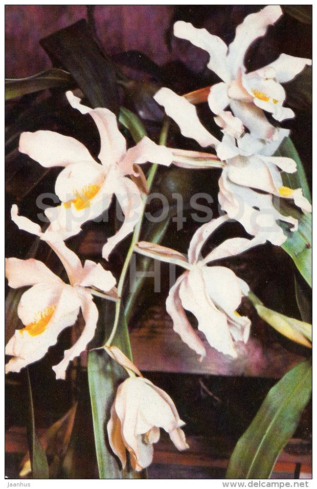 Coelogyne cristata - flowers - Orchid - Russia USSR - 1981 - unused - JH Postcards