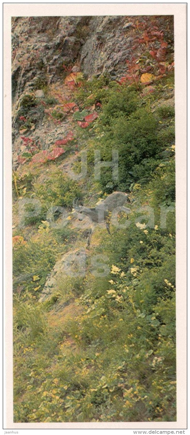 Siberian ibex - Capra sibirica - Chatkalsky National Park - 1976 - Uzbekistan USSR - unused - JH Postcards