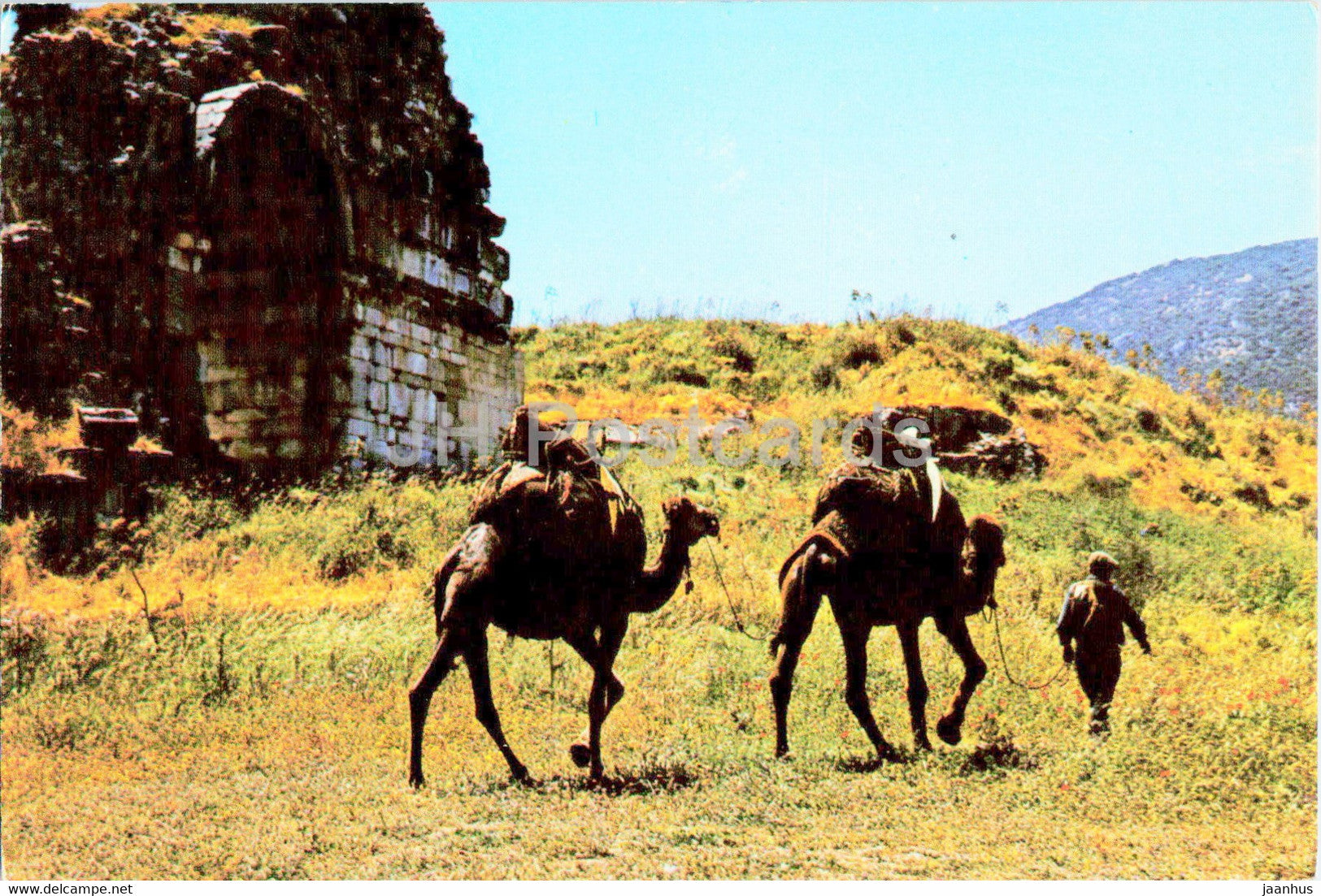 A caravan of camels in the historical ruins - camel - animals - Photo - Turkey - unused - JH Postcards