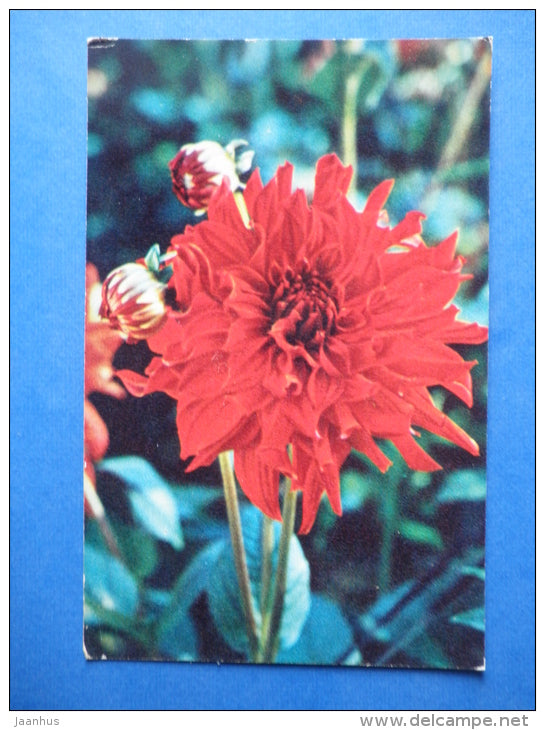 Russia - dahlia - flowers - 1974 - Russia USSR - unused - JH Postcards