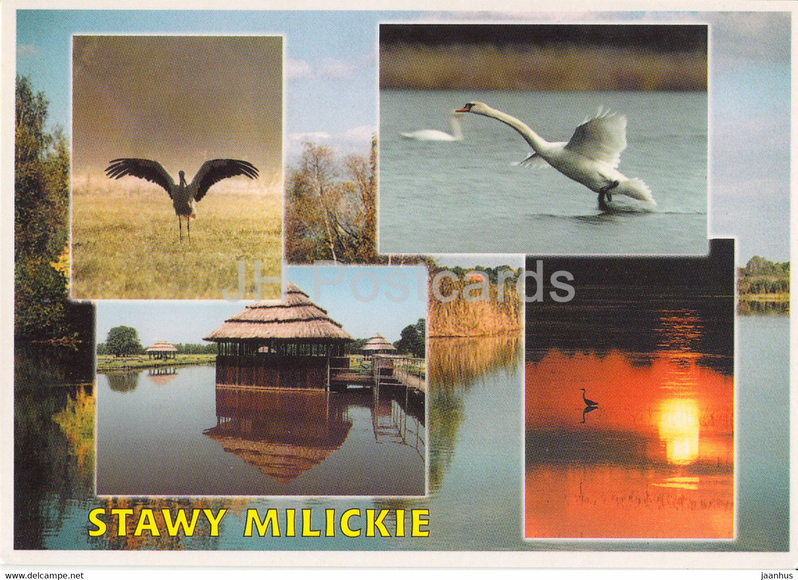 Stawy Milickie - Milicz Ponds - birds - swan - Poland - used - JH Postcards