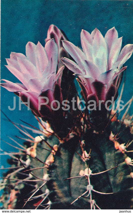 Moon Cactus - Gymnocalycium mihanovichii - Cactus - Flowers - 1972 - Russia USSR - unused - JH Postcards