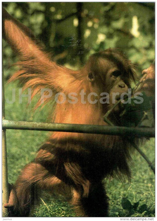 The Bornean orangutan - Pongo pygmaeus - animal - Zoo Animals - Czehoslovakia - unused - JH Postcards