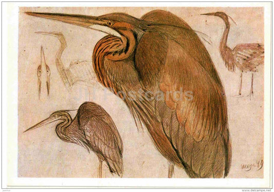 painting by Vasily Vatagin - Purple heron - Ardea purpurea - Russian art - 1978 - Russia USSR - unused - JH Postcards