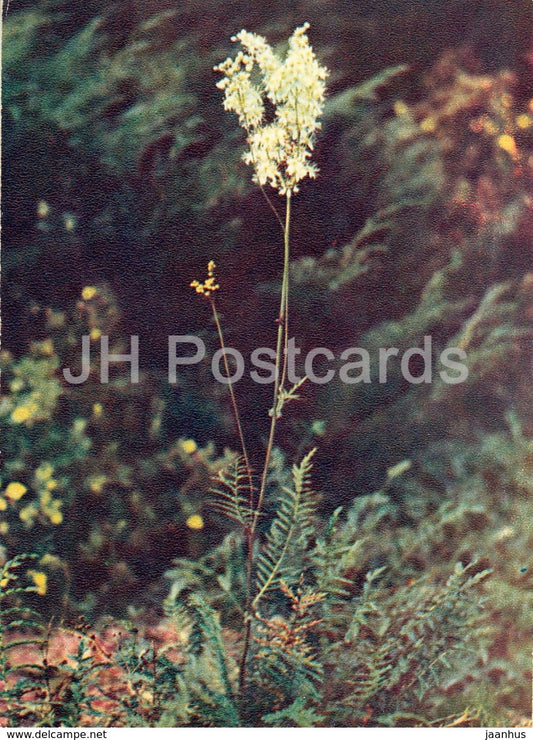 Filipendula - Wild Flowers - 1971 - Russia USSR - unused - JH Postcards