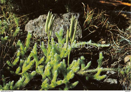 Stag's-horn clubmoss - Lycopodium clavatum - Geschutzte Pflanzen - Protected plants - DDR Germany - unused - JH Postcards