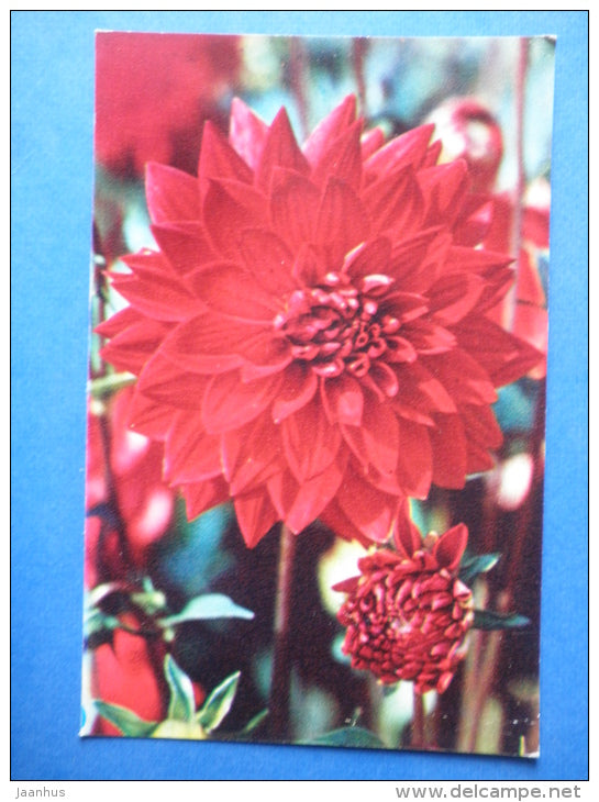 Impulse - dahlia - flowers - 1974 - Russia USSR - unused - JH Postcards