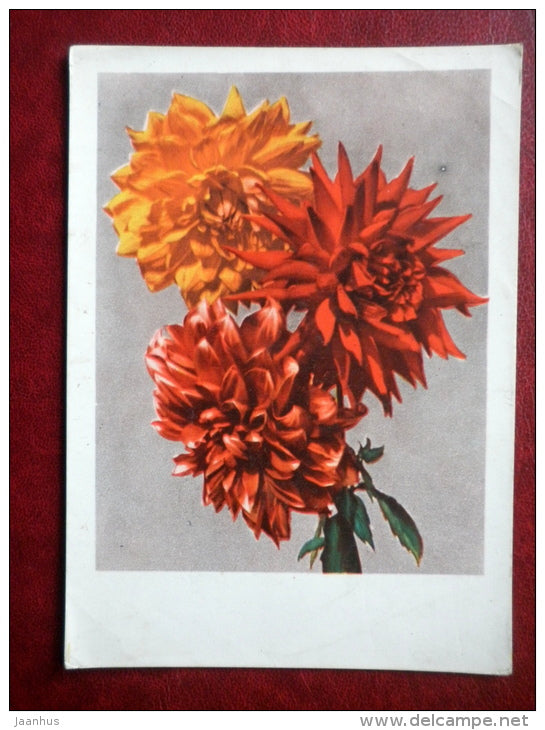 Greeting Card - dahlia - flowers - 1960 - Latvia USSR - used - JH Postcards