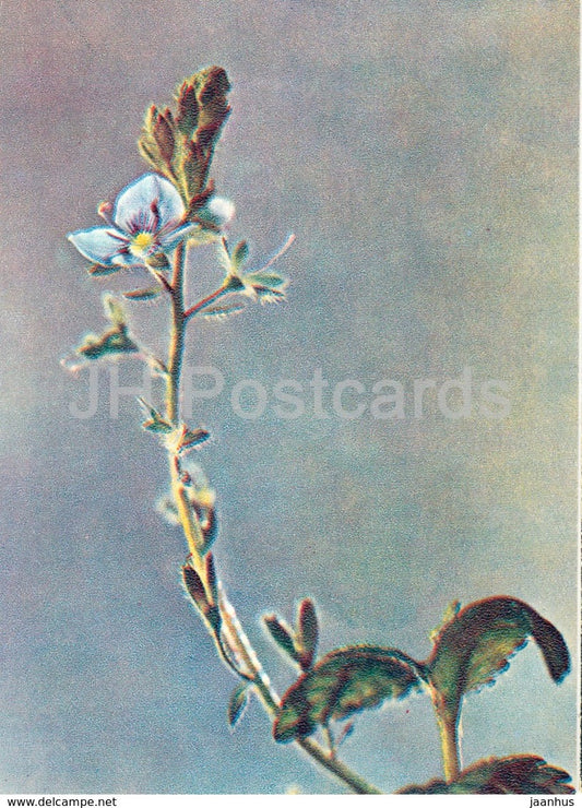 Germander speedwell - Veronica chamaedrys - Wild Flowers - 1971 - Russia USSR - unused - JH Postcards