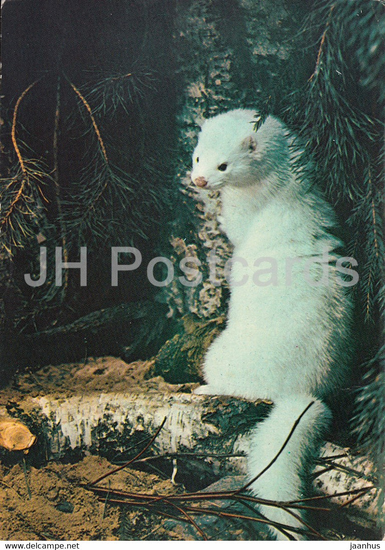 European mink - Mustela lutreola - animals - 1983 - Russia UUSR - used - JH Postcards