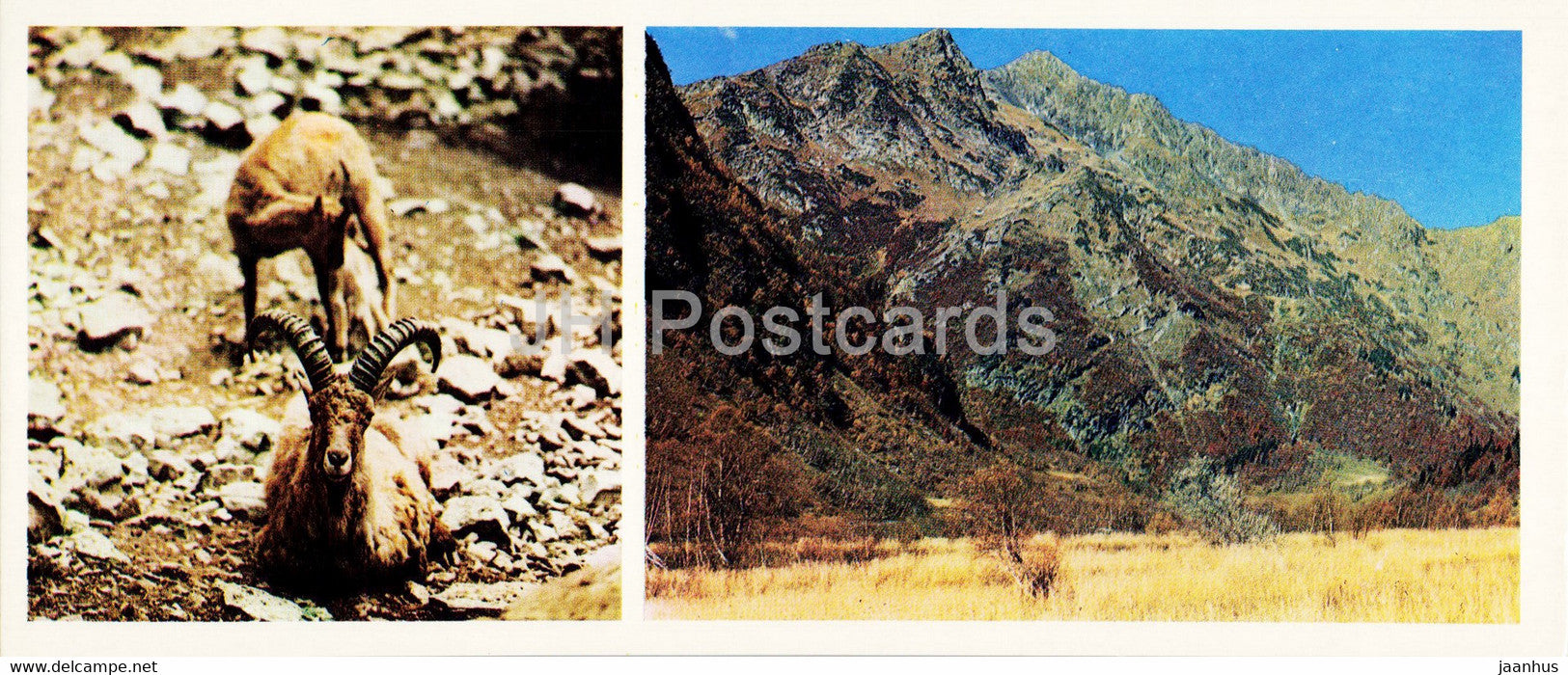 West Caucasian tur - animals - Caucasian Nature Reserve - 1980 - Russia USSR - unused - JH Postcards