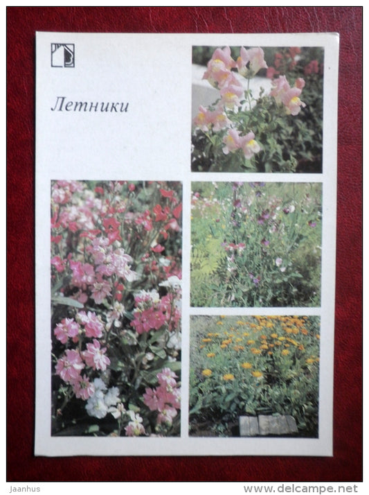 annual flowers - Decorative flowers - 1987 - Russia USSR - unused - JH Postcards