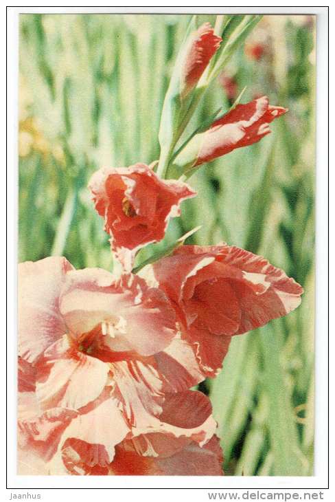 Pink Gladiolus - gladiolus - flowers - 1972 - Russia USSR - unused - JH Postcards