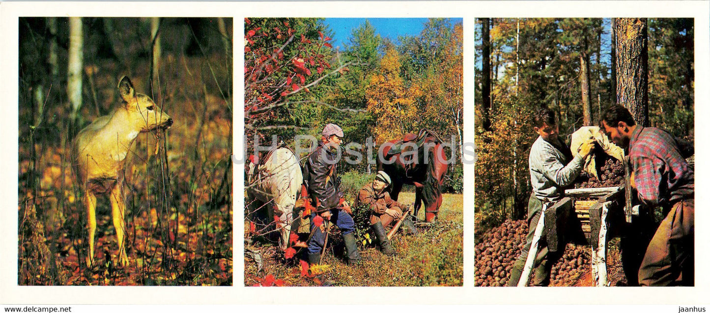 Bratsk reservoir - Siberian forest - animals - deer - cones - 1981 - Russia USSR - unused - JH Postcards