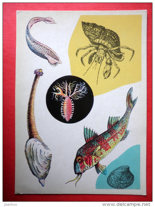 Small Hermit Crab - Lancelet - Shellfish - Shrimp - Surmullet - Marine Life - 1979 - Russia USSR - unused - JH Postcards