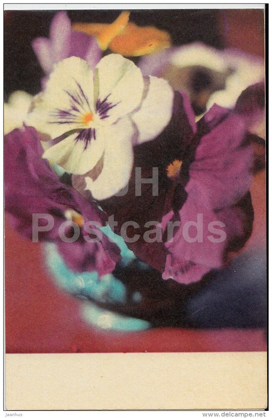 Pansy - flowers - 1975 - Estonia USSR - used - JH Postcards