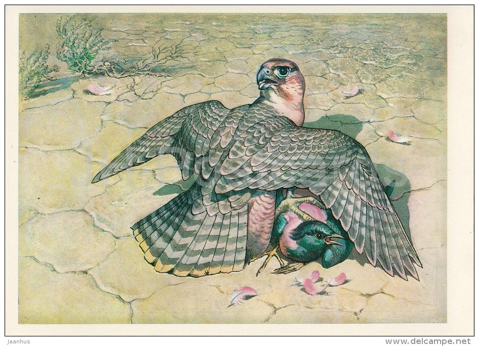 Barbary falcon - Falco pelegrinoides - birds - Endangered species - 1979 - Russia USSR - unused - JH Postcards