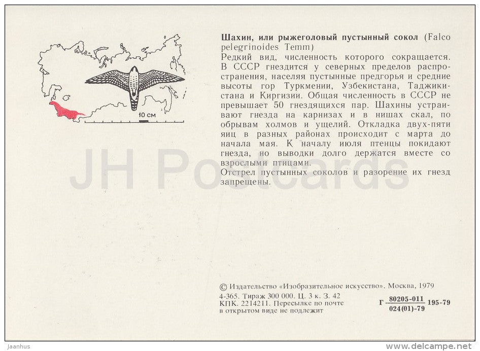 Barbary falcon - Falco pelegrinoides - birds - Endangered species - 1979 - Russia USSR - unused - JH Postcards