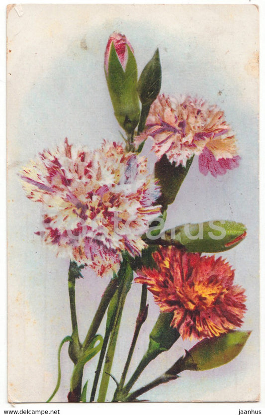 multicolored carnation - flowers - Photochromie 917 - old postcard - used - JH Postcards