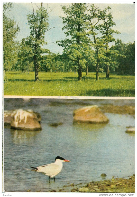 Forest at Matsalu - Caspian tern , Hydroprogne caspia - birds - 1970 - Estonia USSR - unused - JH Postcards