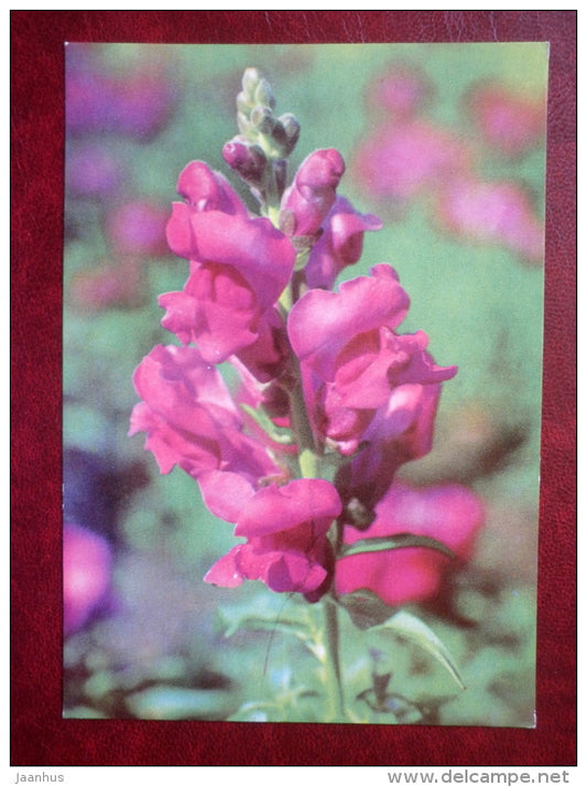 common snapdragon - Antirrhinum majus - flowers - 1970 - Estonia USSR - used - JH Postcards