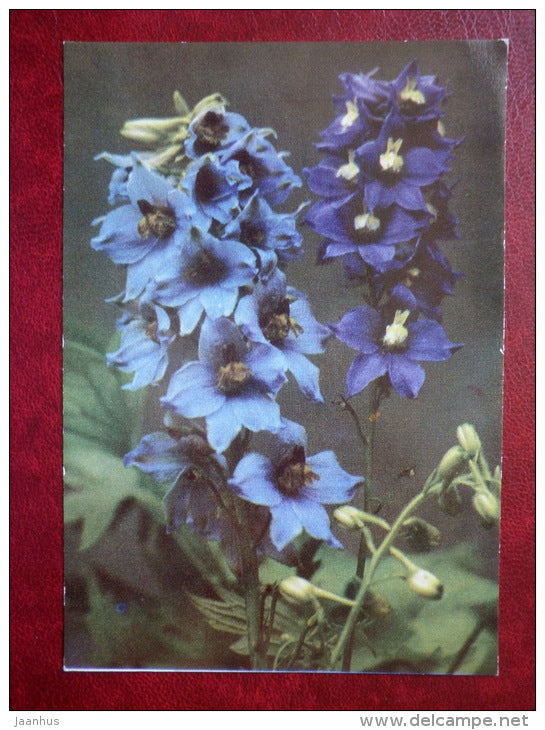 Delphinium cultorum - flowers - 1970 - Estonia USSR - used - JH Postcards