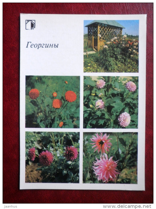 dahlias - Decorative flowers - 1987 - Russia USSR - unused - JH Postcards