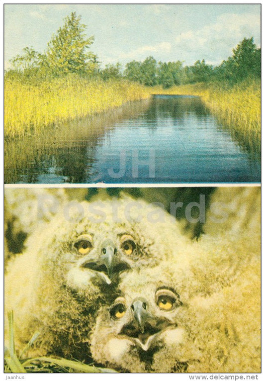 Canal of the river Peenjõgi - Eurasian eagle-owl , Bubo bubo - birds - 1970 - Estonia USSR - unused - JH Postcards