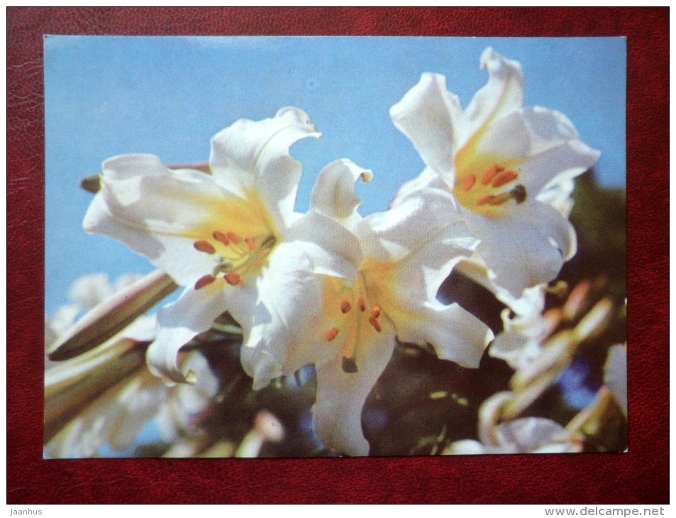 trumpet flowered lily - Lilium Regale - flowers - 1970 - Estonia USSR - used - JH Postcards